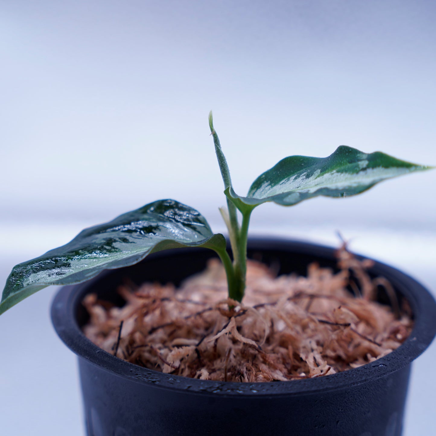 <AZ便> Aglaonema Pictum 【Laplace】箱個体 UC from Sibolga timur “AZ 0213-5C”