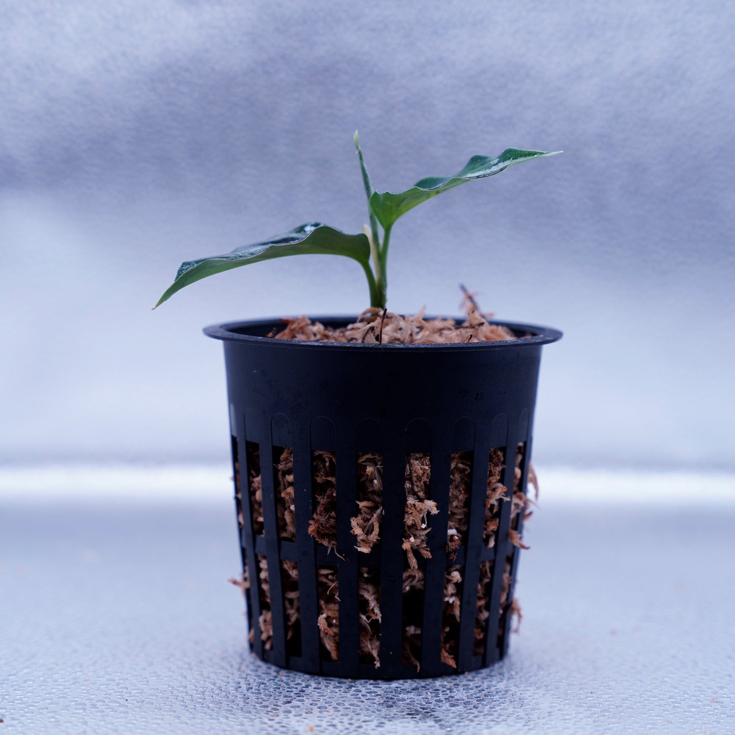 <AZ便> Aglaonema Pictum 【Laplace】箱個体 UC from Sibolga timur “AZ 0213-5C”