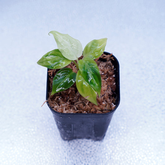 <交配種>Aglaonema Pictum Tricolor 【ANDAMAN】× Tigalingga North Sumatera (GT1603)