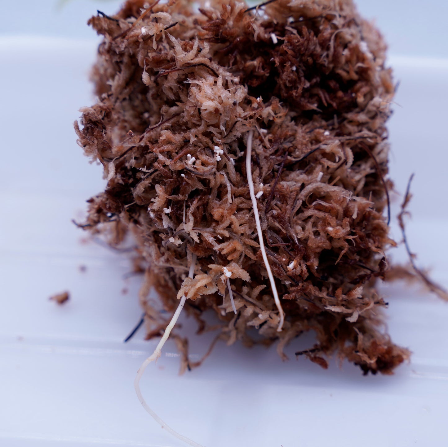 <交配種>Aglaonema Pictum Tricolor 【ANDAMAN】× Tigalingga North Sumatera (GT1603)