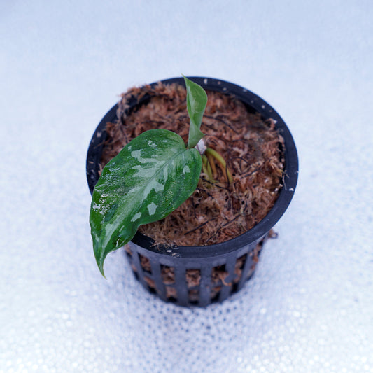 <TZ便>Aglaonema Pictum Aceh Tricolor【T-090719-b-x産地】