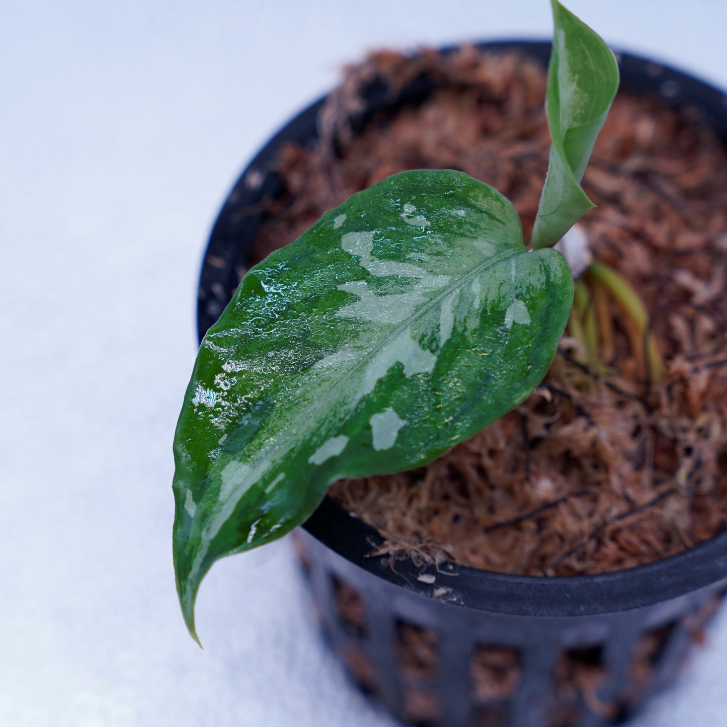 <TZ便>Aglaonema Pictum Aceh Tricolor【T-090719-b-x産地】