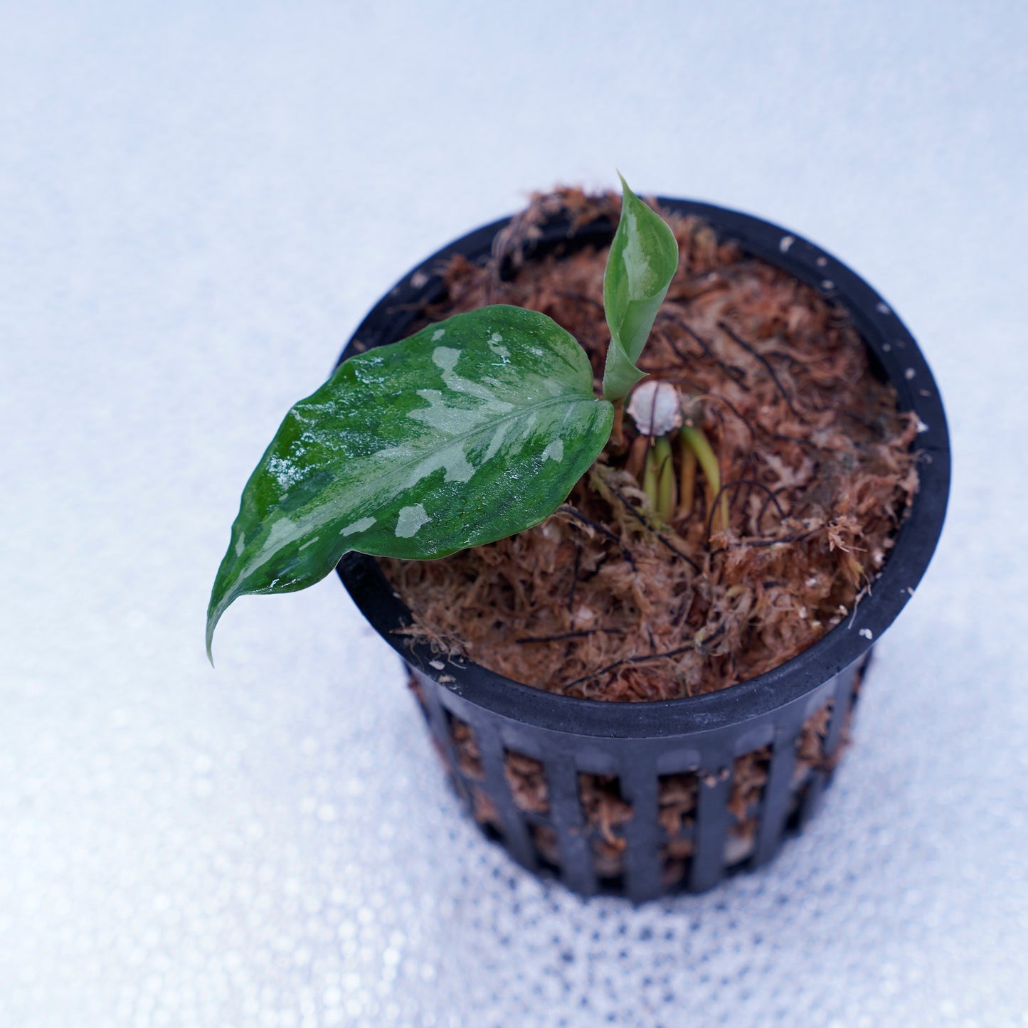 <TZ便>Aglaonema Pictum Aceh Tricolor【T-090719-b-x産地】