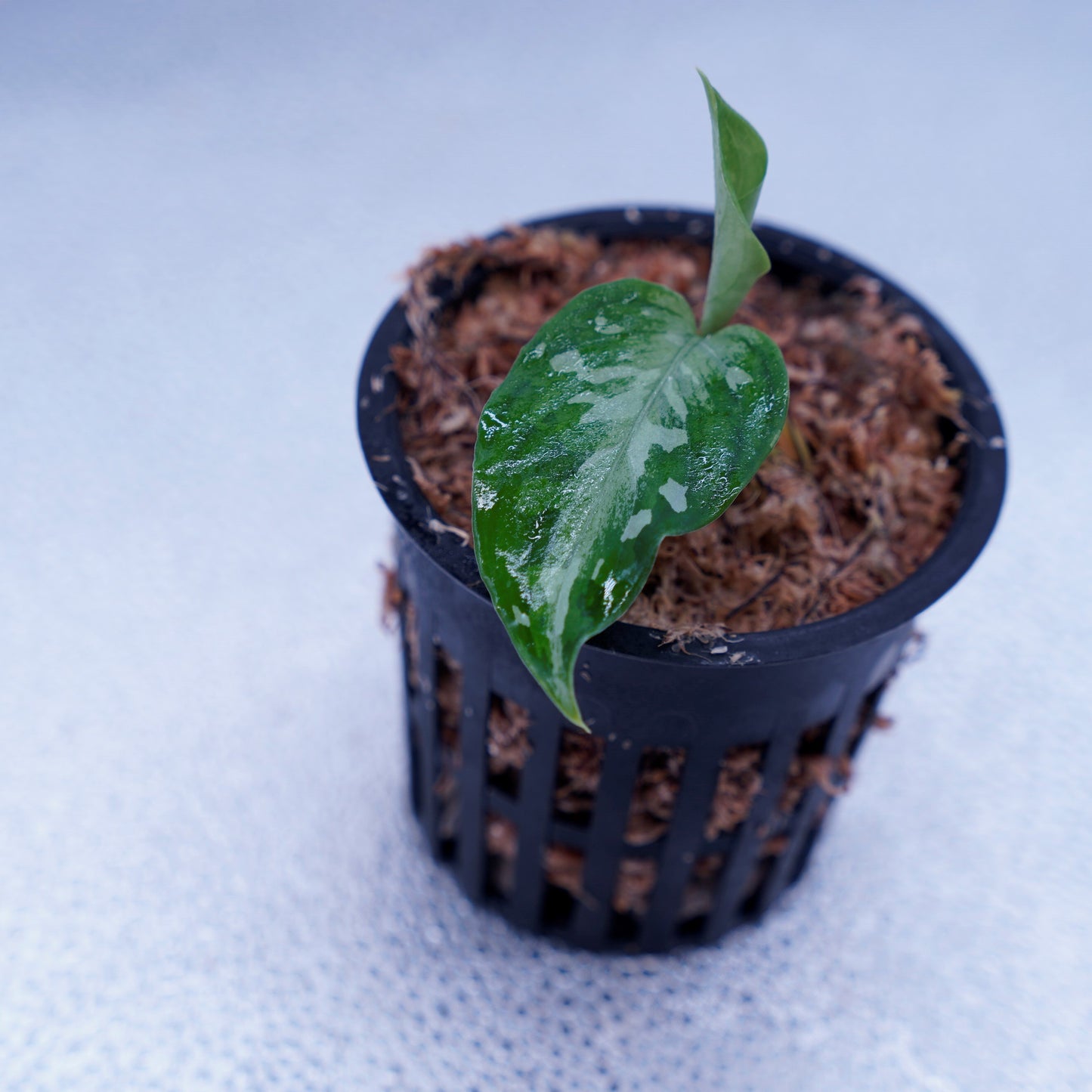 <TZ便>Aglaonema Pictum Aceh Tricolor【T-090719-b-x産地】