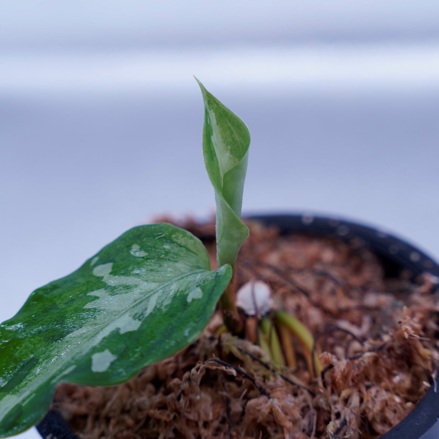 <TZ便>Aglaonema Pictum Aceh Tricolor【T-090719-b-x産地】
