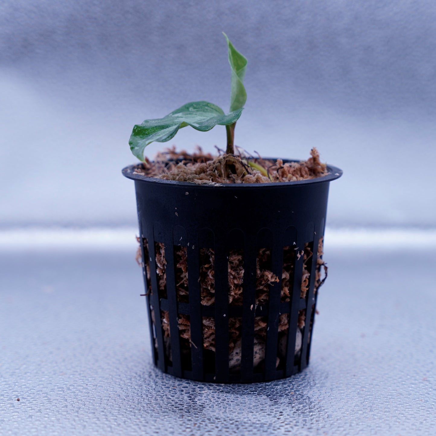 <TZ便>Aglaonema Pictum Aceh Tricolor【T-090719-b-x産地】