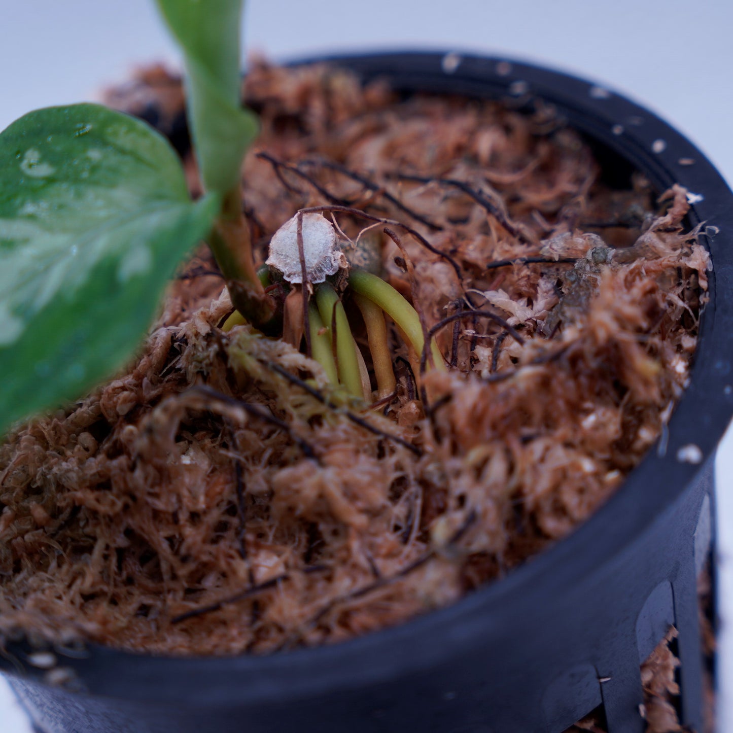 <TZ便>Aglaonema Pictum Aceh Tricolor【T-090719-b-x産地】