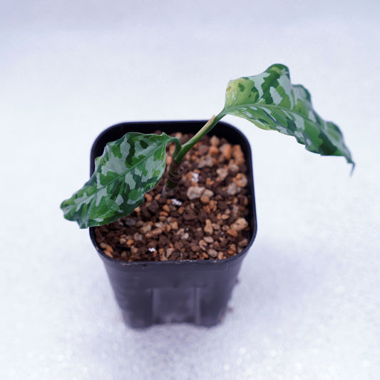 <出射便>Aglaonema Pictum Tricolor “Andaman” Port Blair