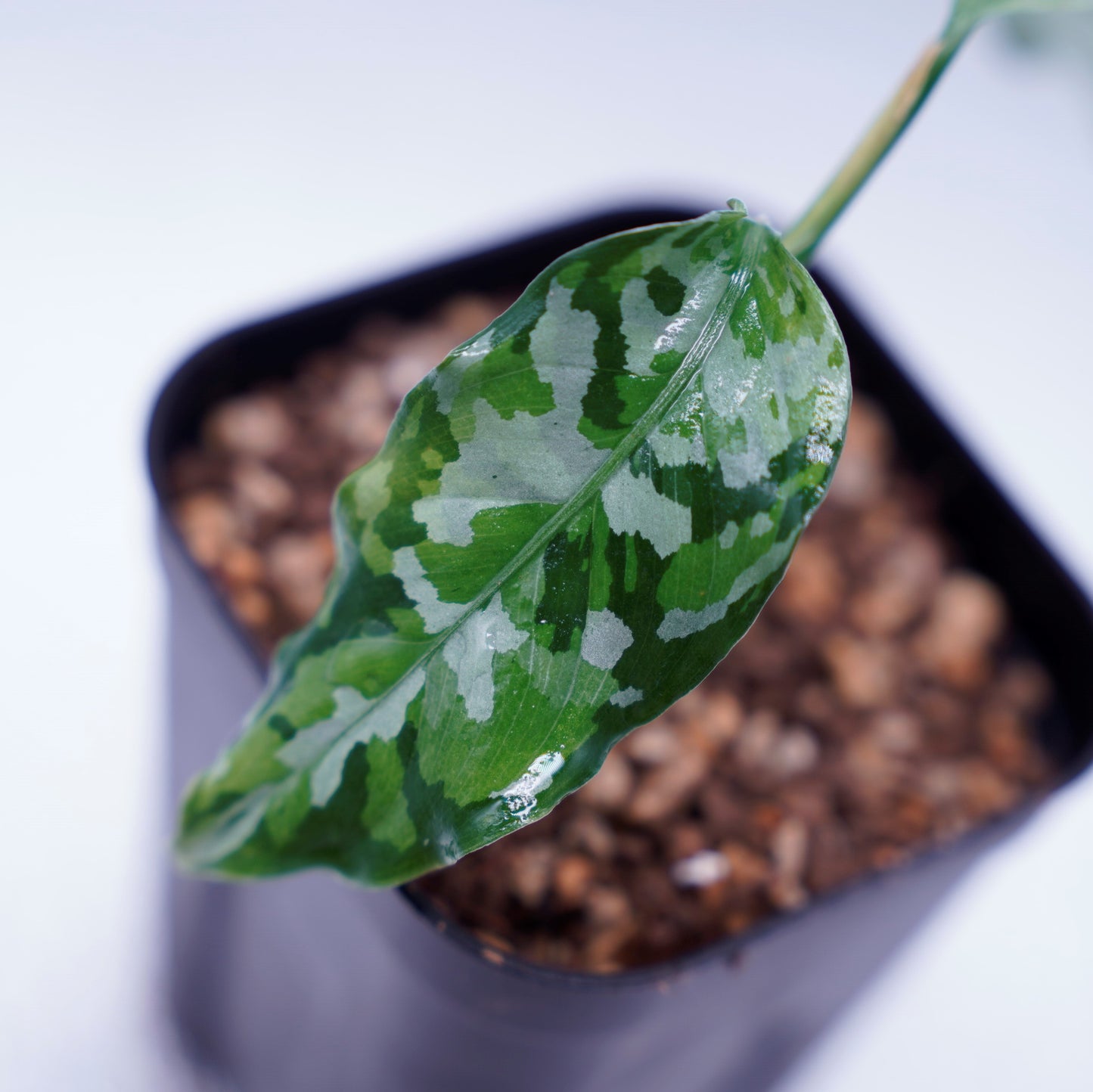 <出射便>Aglaonema Pictum Tricolor “Andaman” Port Blair