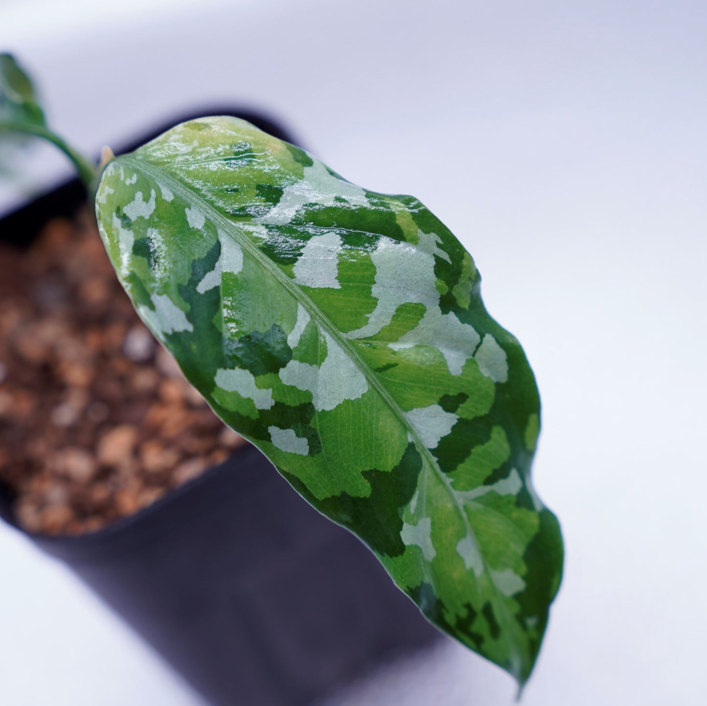 <出射便>Aglaonema Pictum Tricolor “Andaman” Port Blair