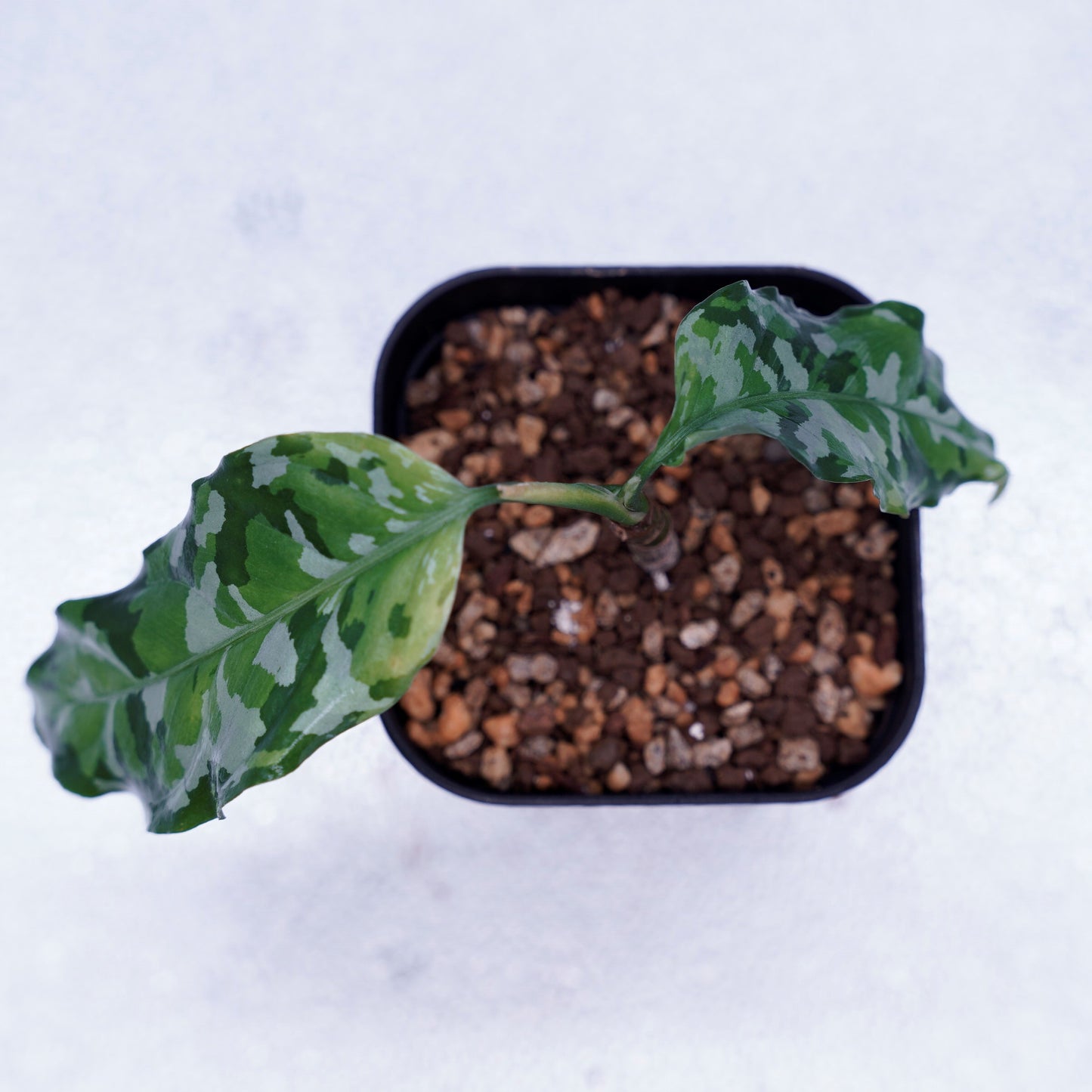 <出射便>Aglaonema Pictum Tricolor “Andaman” Port Blair