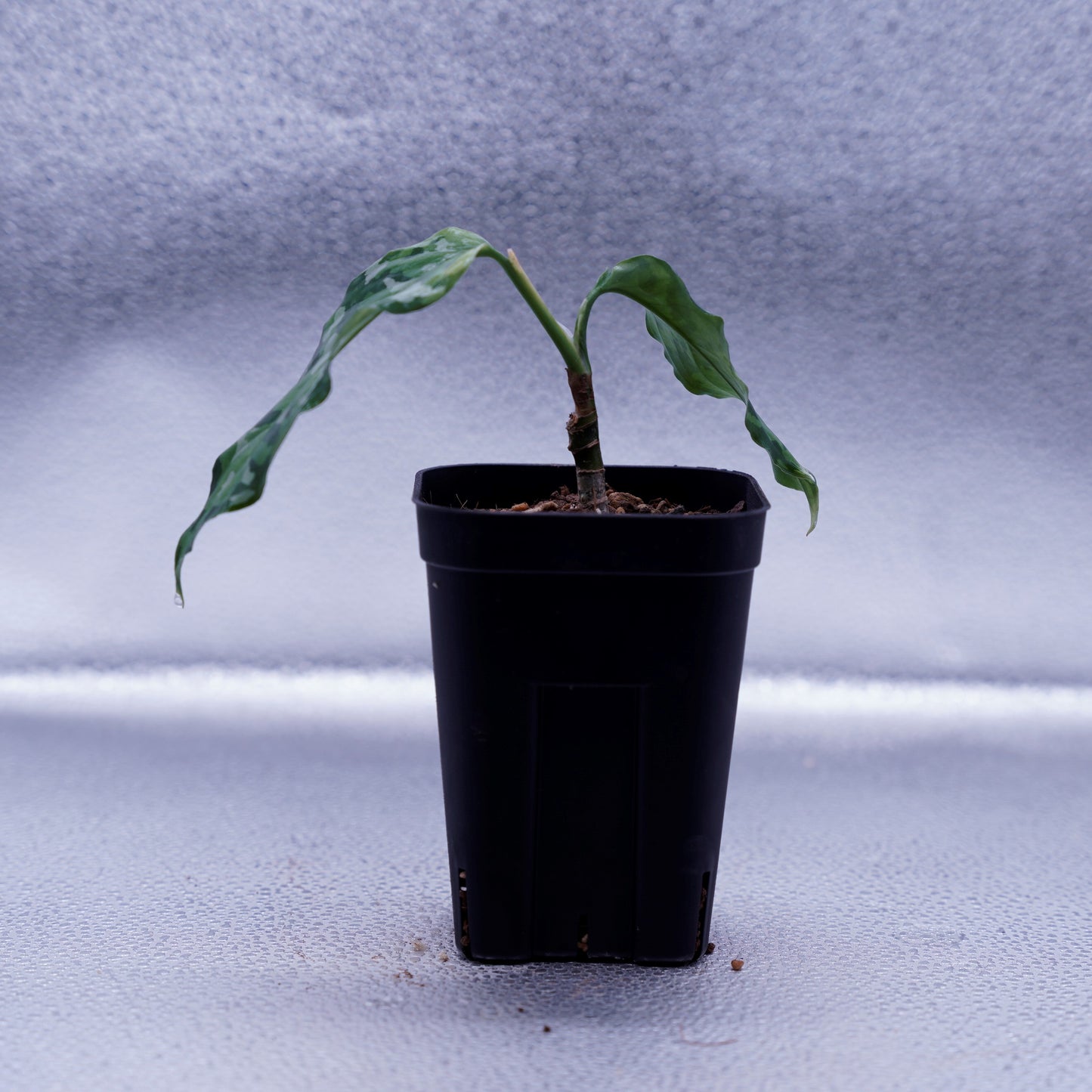 <出射便>Aglaonema Pictum Tricolor “Andaman” Port Blair