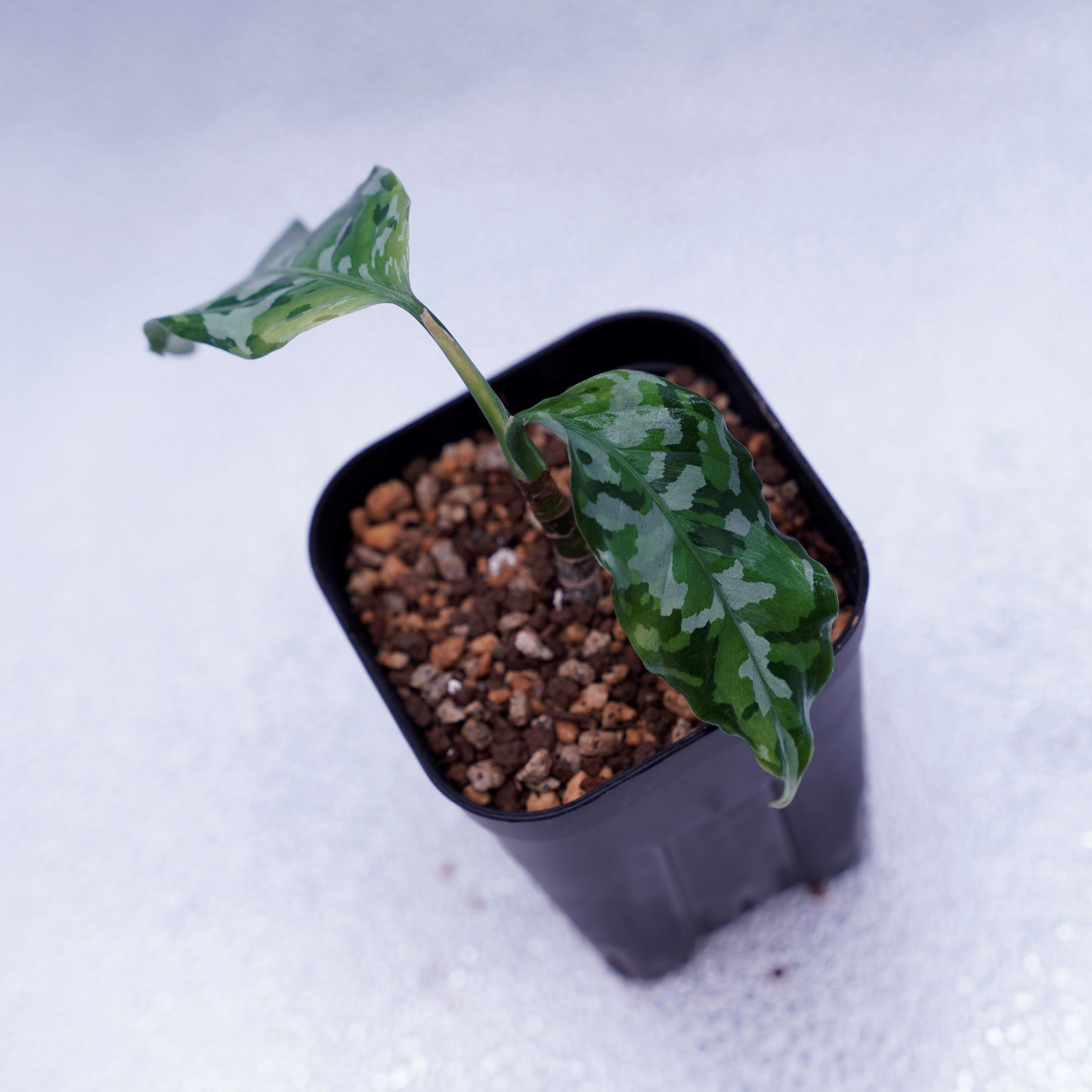 <出射便>Aglaonema Pictum Tricolor “Andaman” Port Blair