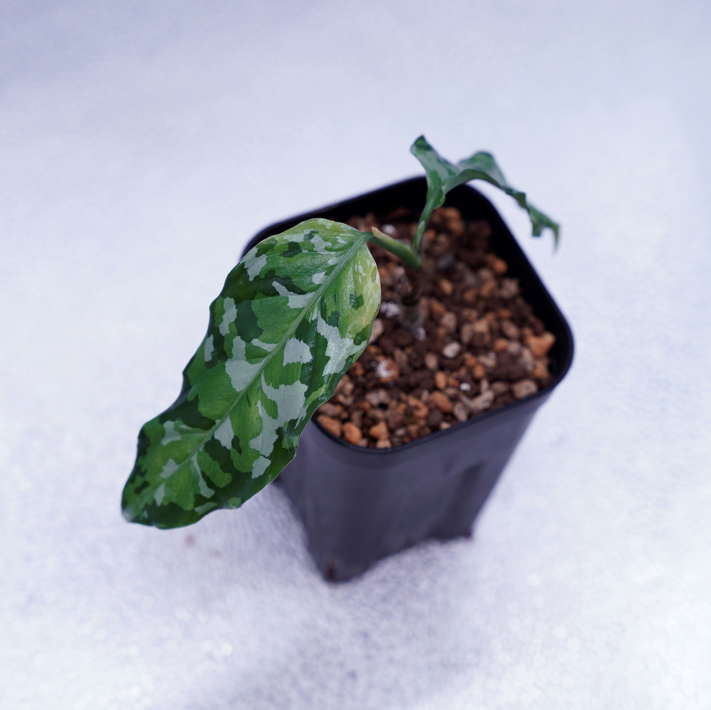 <出射便>Aglaonema Pictum Tricolor “Andaman” Port Blair
