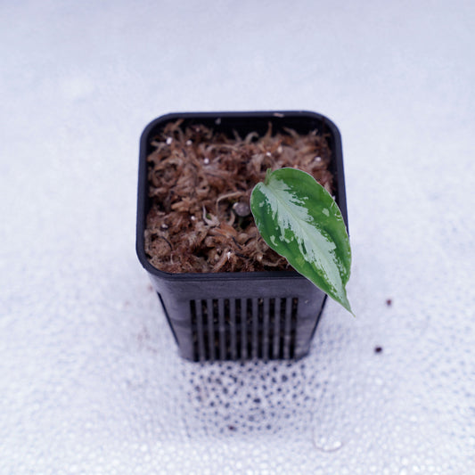 <AZ便> Aglaonema Pictum 【Laplace】箱個体 UC from Sibolga timur “AZ 0213-5C”