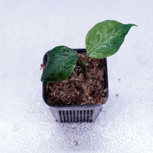 <TZ便>Aglaonema Pictum Tricolor 【迷彩翡翠-A】 T-14818-α産地