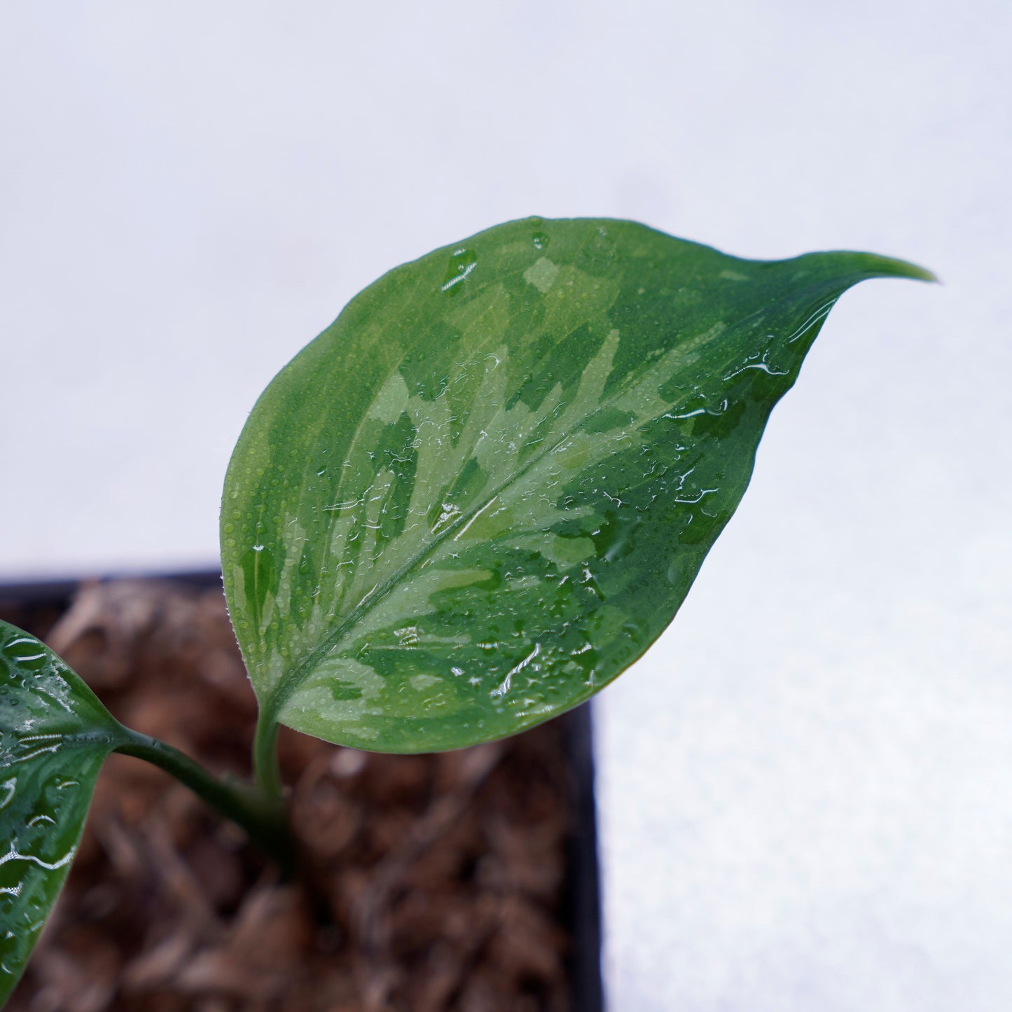 <TZ便>Aglaonema Pictum Tricolor 【迷彩翡翠-A】 T-14818-α産地