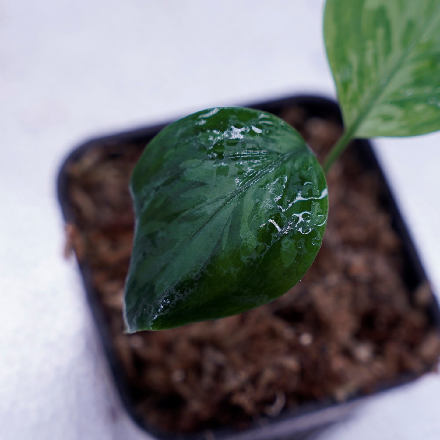 <TZ便>Aglaonema Pictum Tricolor 【迷彩翡翠-A】 T-14818-α産地