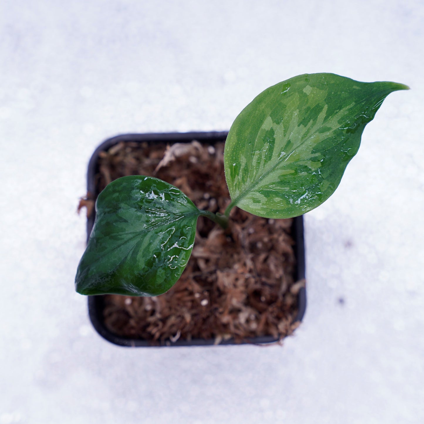 <TZ便>Aglaonema Pictum Tricolor 【迷彩翡翠-A】 T-14818-α産地
