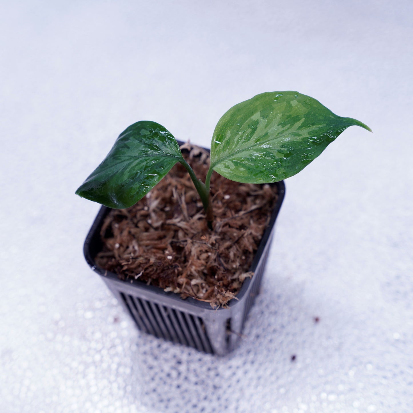<TZ便>Aglaonema Pictum Tricolor 【迷彩翡翠-A】 T-14818-α産地