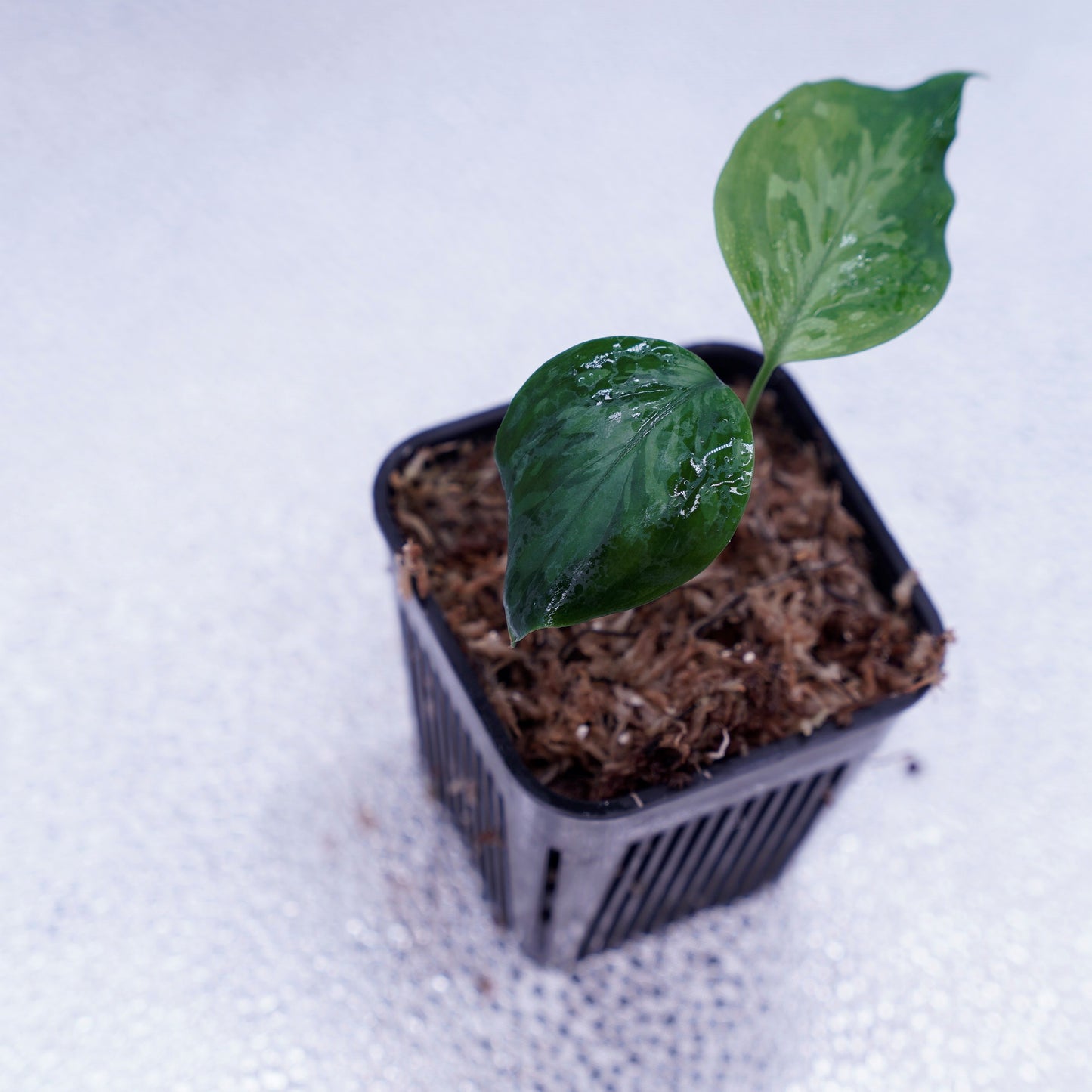 <TZ便>Aglaonema Pictum Tricolor 【迷彩翡翠-A】 T-14818-α産地
