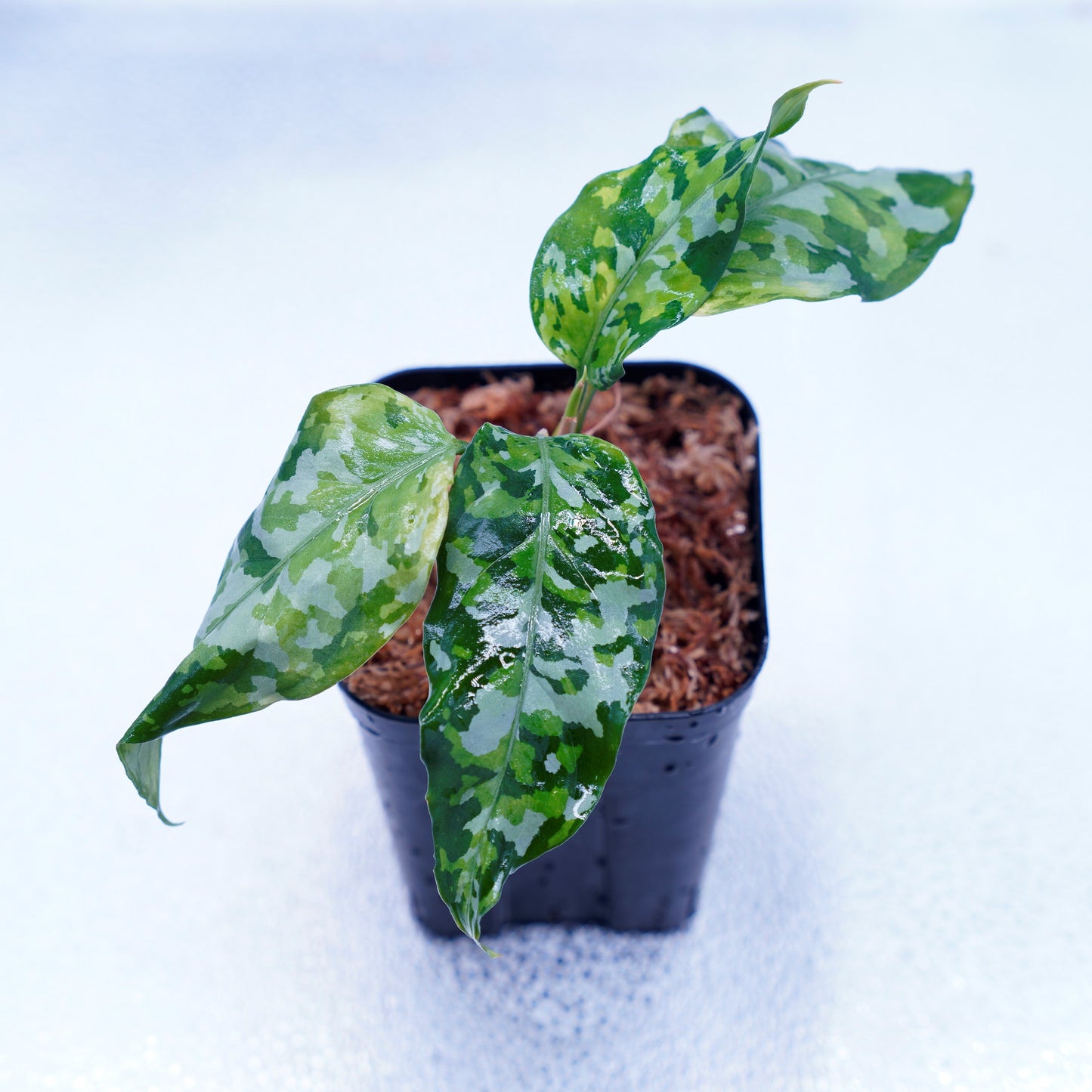 ※U様専用<出射便>Aglaonema Pictum Tricolor “Andaman” Port Blair