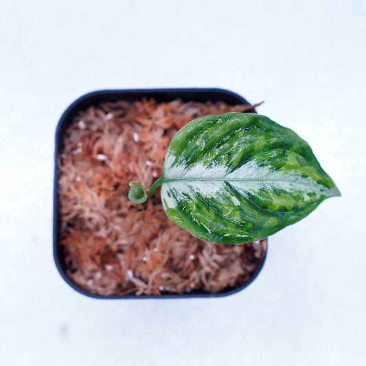 <オリジナル>Aglaonema Pictum Tricolor UND “CLANE”