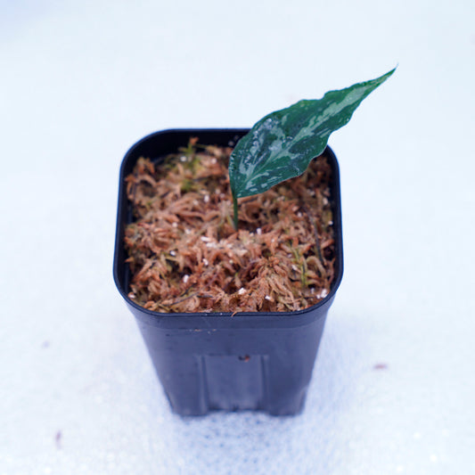 <LA便>Aglaonema Pictum Tricolor 【しるば~らいん】“LA1218-02b”