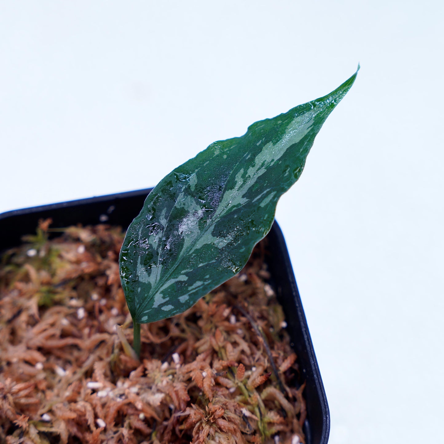 <LA便>Aglaonema Pictum Tricolor 【しるば~らいん】“LA1218-02b”