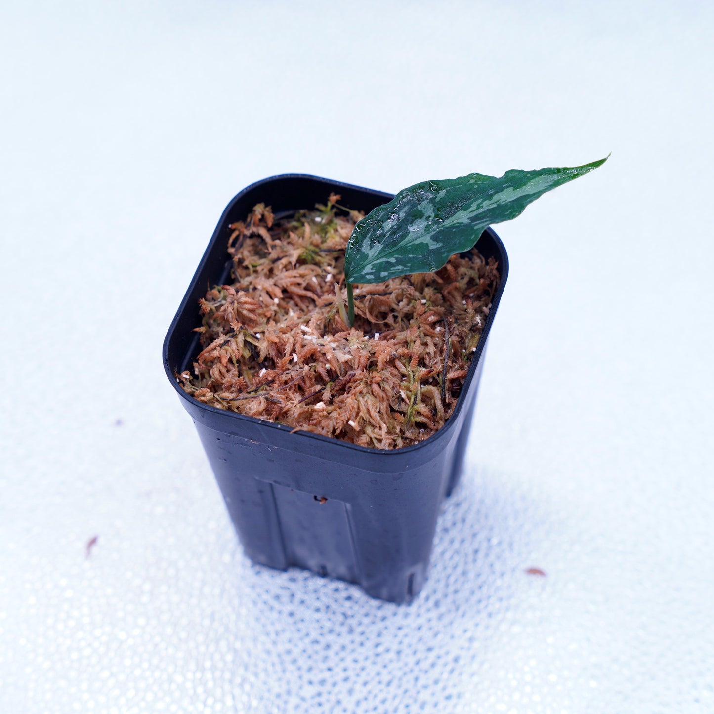 <LA便>Aglaonema Pictum Tricolor 【しるば~らいん】“LA1218-02b”