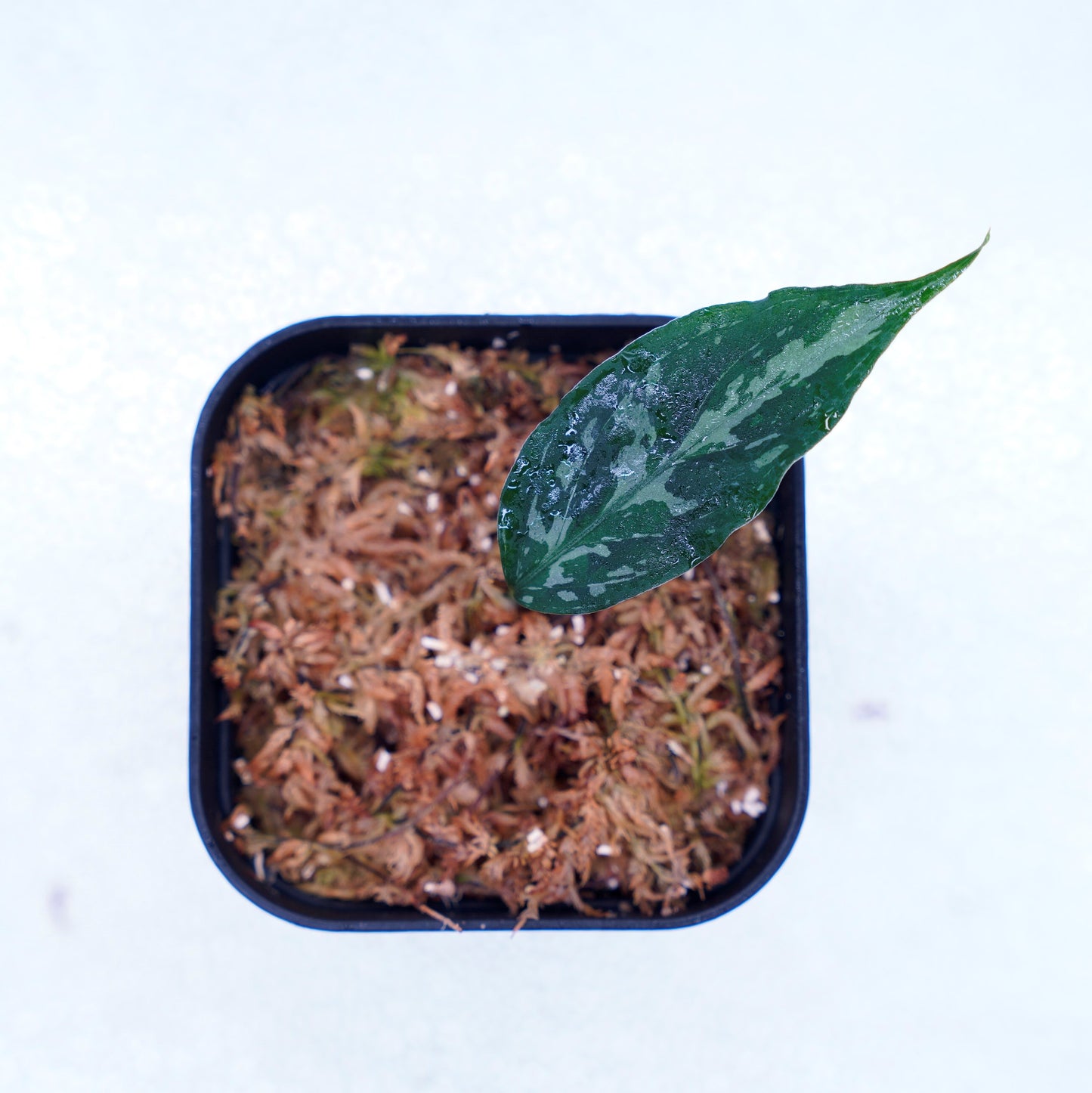 <LA便>Aglaonema Pictum Tricolor 【しるば~らいん】“LA1218-02b”