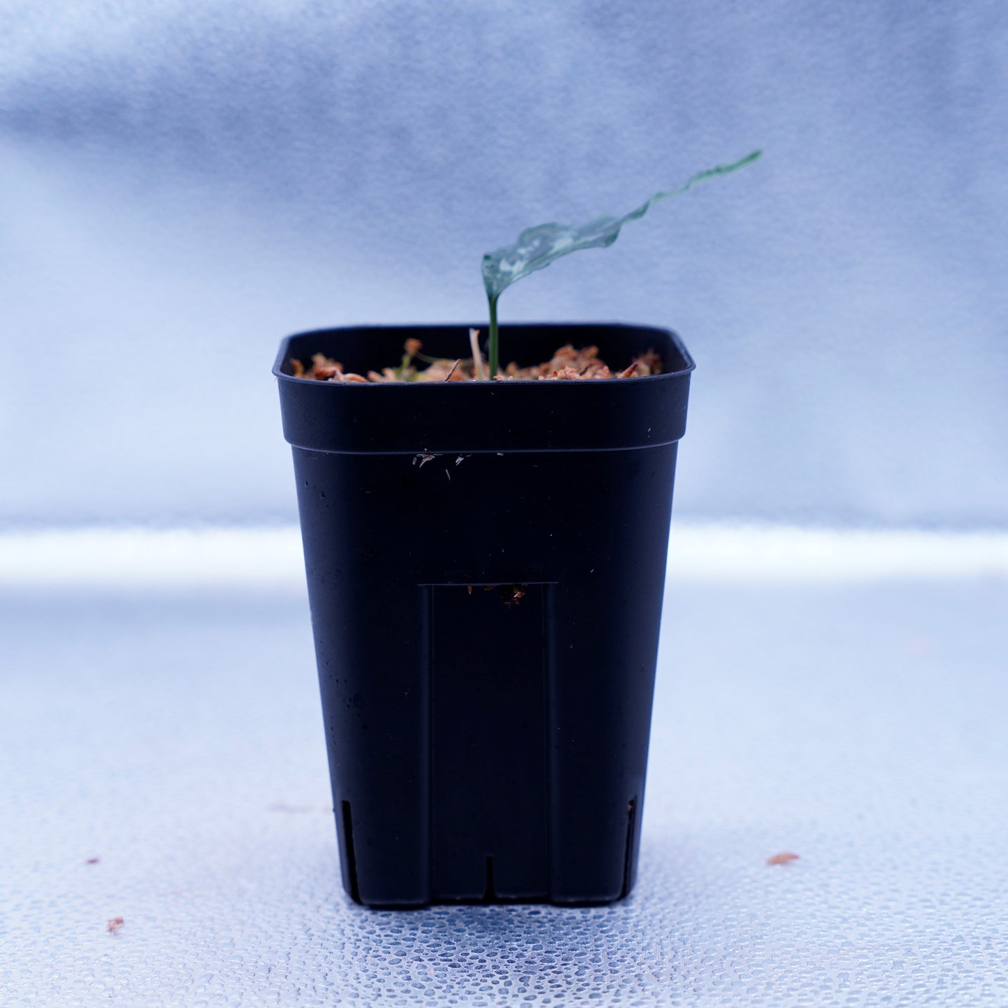 <LA便>Aglaonema Pictum Tricolor 【しるば~らいん】“LA1218-02b”