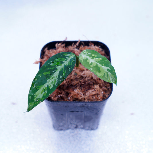 <TZ便>T-131220-b-6 Multicolor Type B