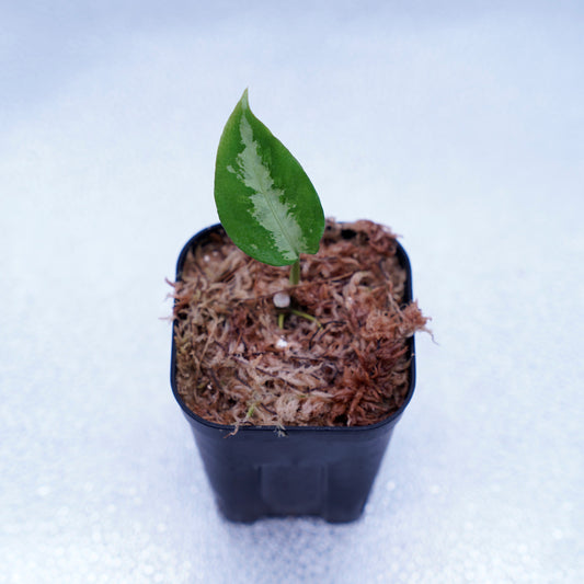<ANG便>Aglaonema Pictum ”Model-White Bulan” From Pulau Nias 【ANG-PF-00003】