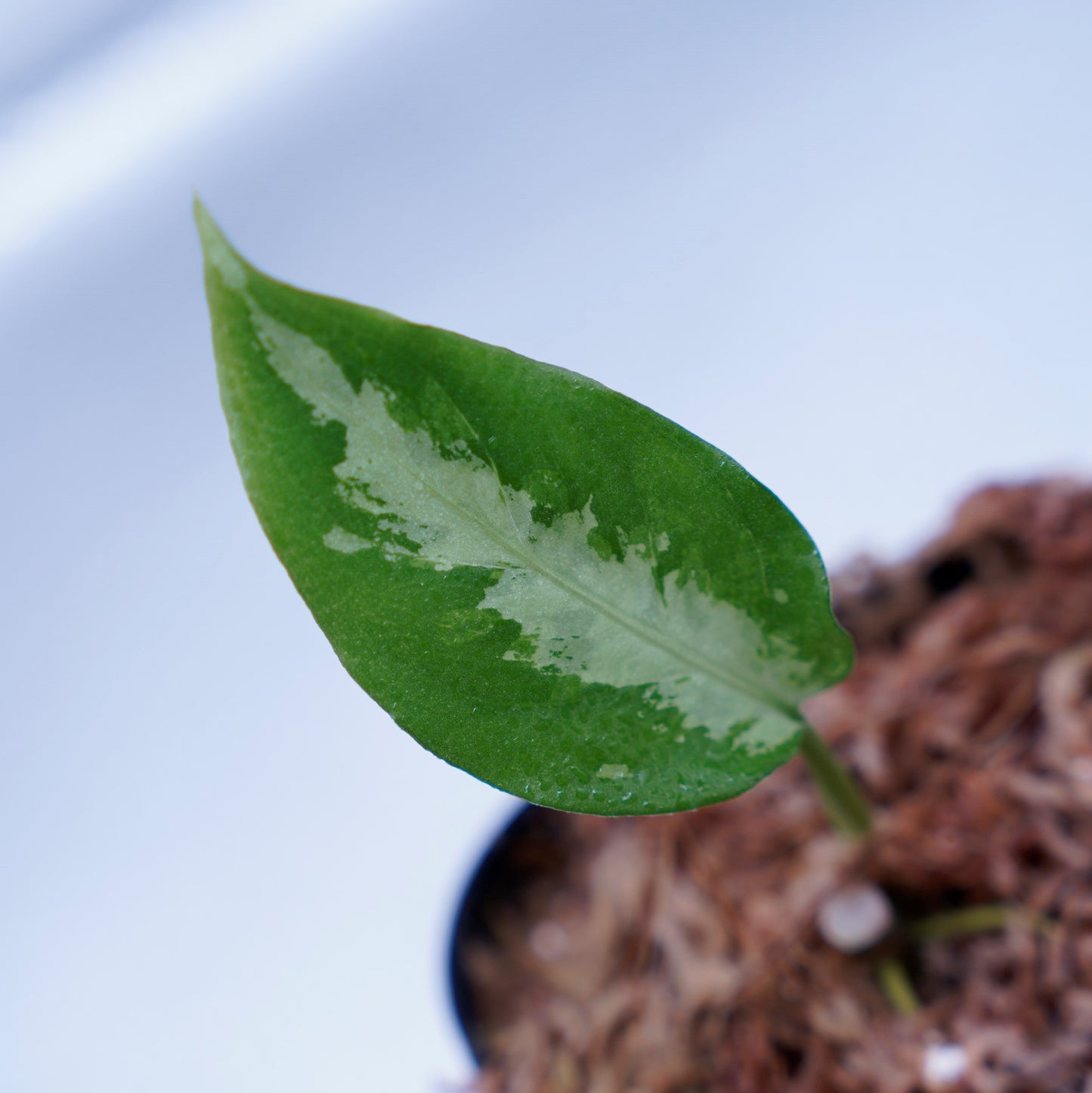<ANG便>Aglaonema Pictum ”Model-White Bulan” From Pulau Nias 【ANG-PF-00003】