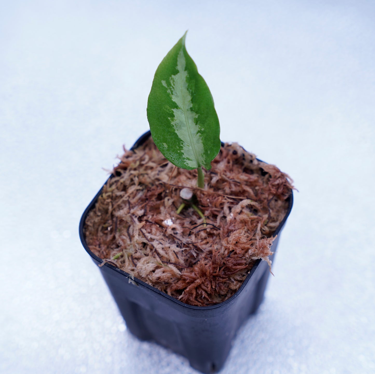 <ANG便>Aglaonema Pictum ”Model-White Bulan” From Pulau Nias 【ANG-PF-00003】