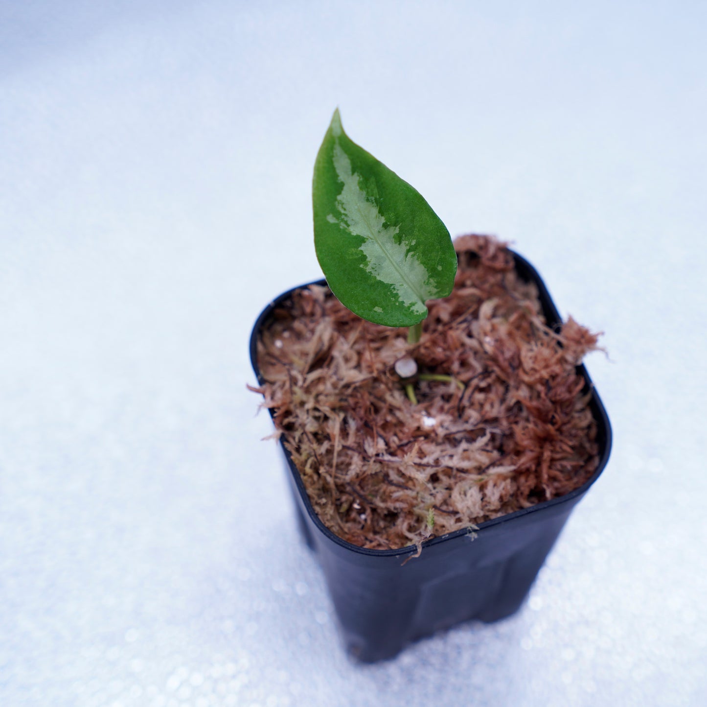 <ANG便>Aglaonema Pictum ”Model-White Bulan” From Pulau Nias 【ANG-PF-00003】