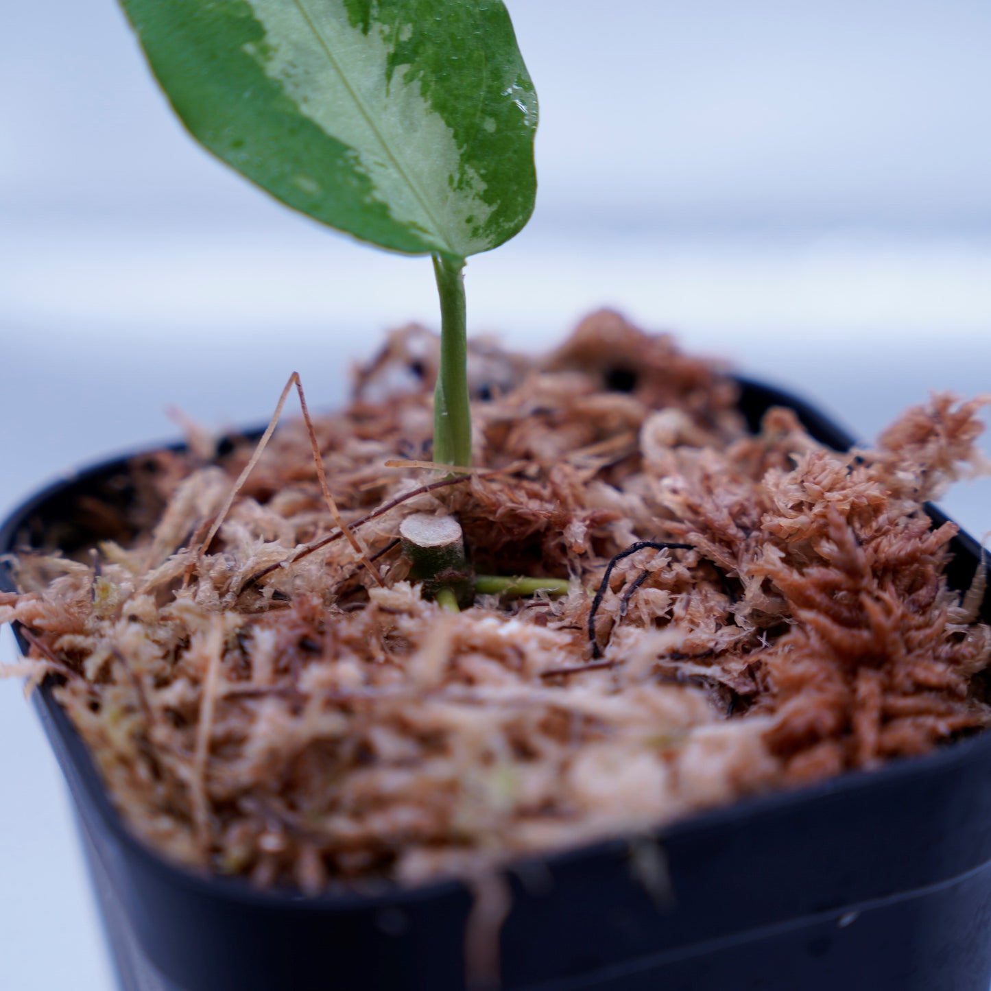<ANG便>Aglaonema Pictum ”Model-White Bulan” From Pulau Nias 【ANG-PF-00003】