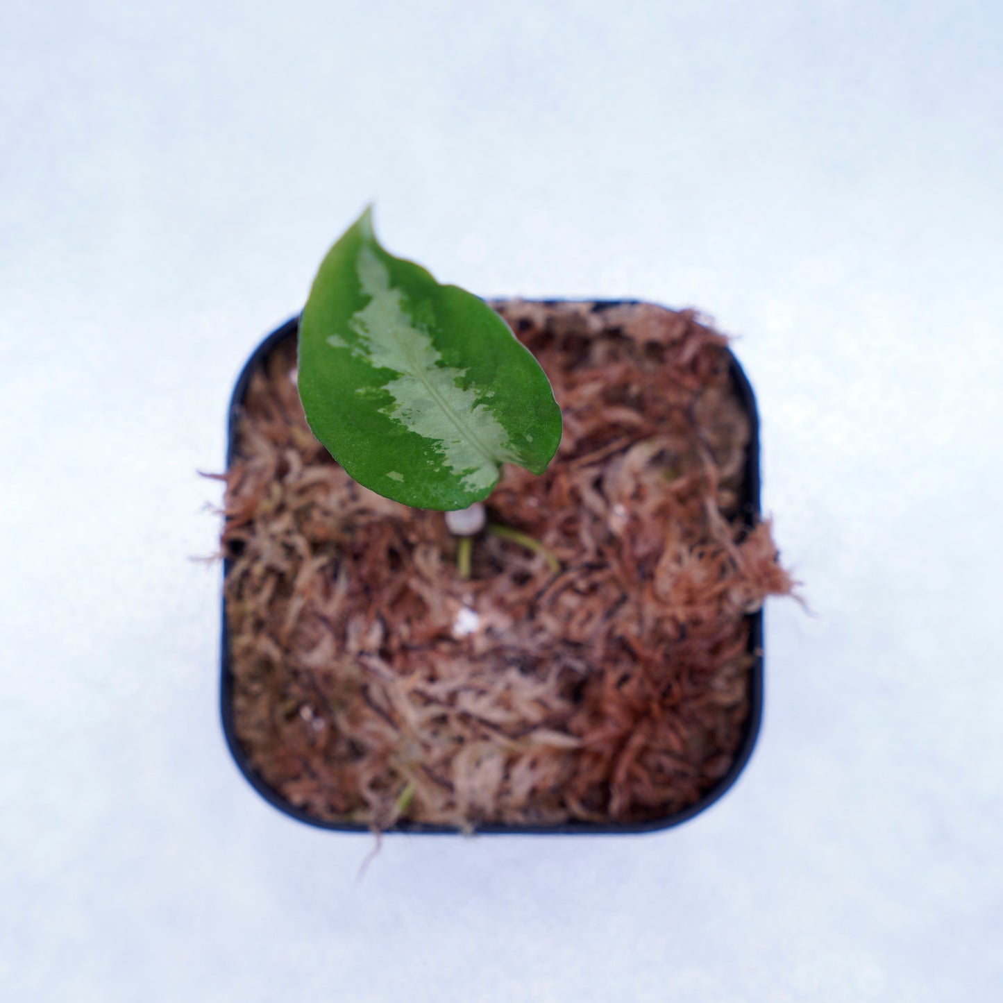 <ANG便>Aglaonema Pictum ”Model-White Bulan” From Pulau Nias 【ANG-PF-00003】