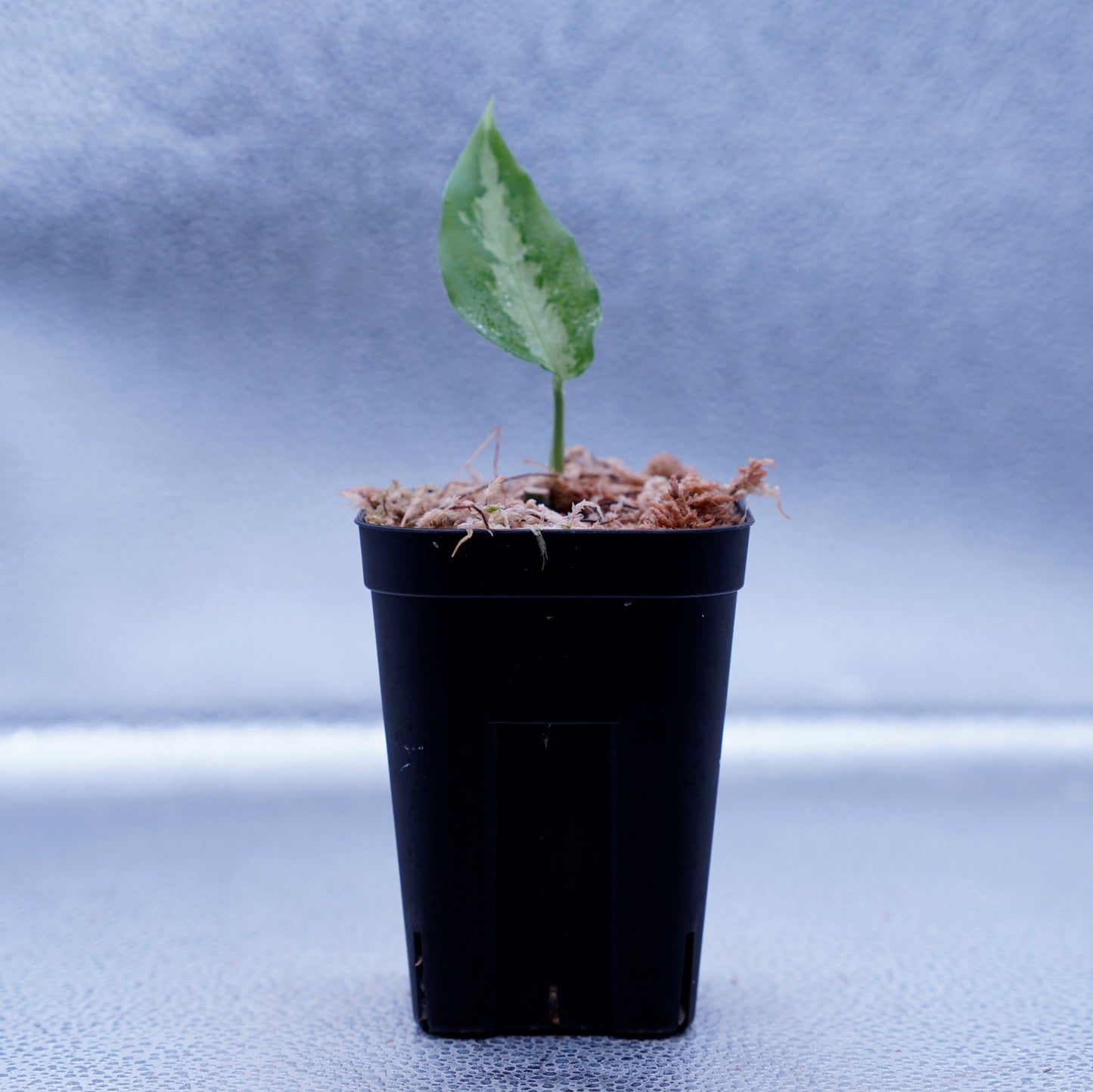 <ANG便>Aglaonema Pictum ”Model-White Bulan” From Pulau Nias 【ANG-PF-00003】