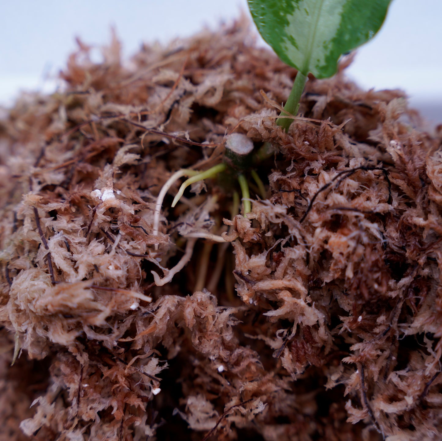 <ANG便>Aglaonema Pictum ”Model-White Bulan” From Pulau Nias 【ANG-PF-00003】