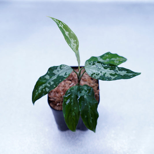 <TZ便>Aglaonema Pictum Aceh Argentum【T-131220-b-6】