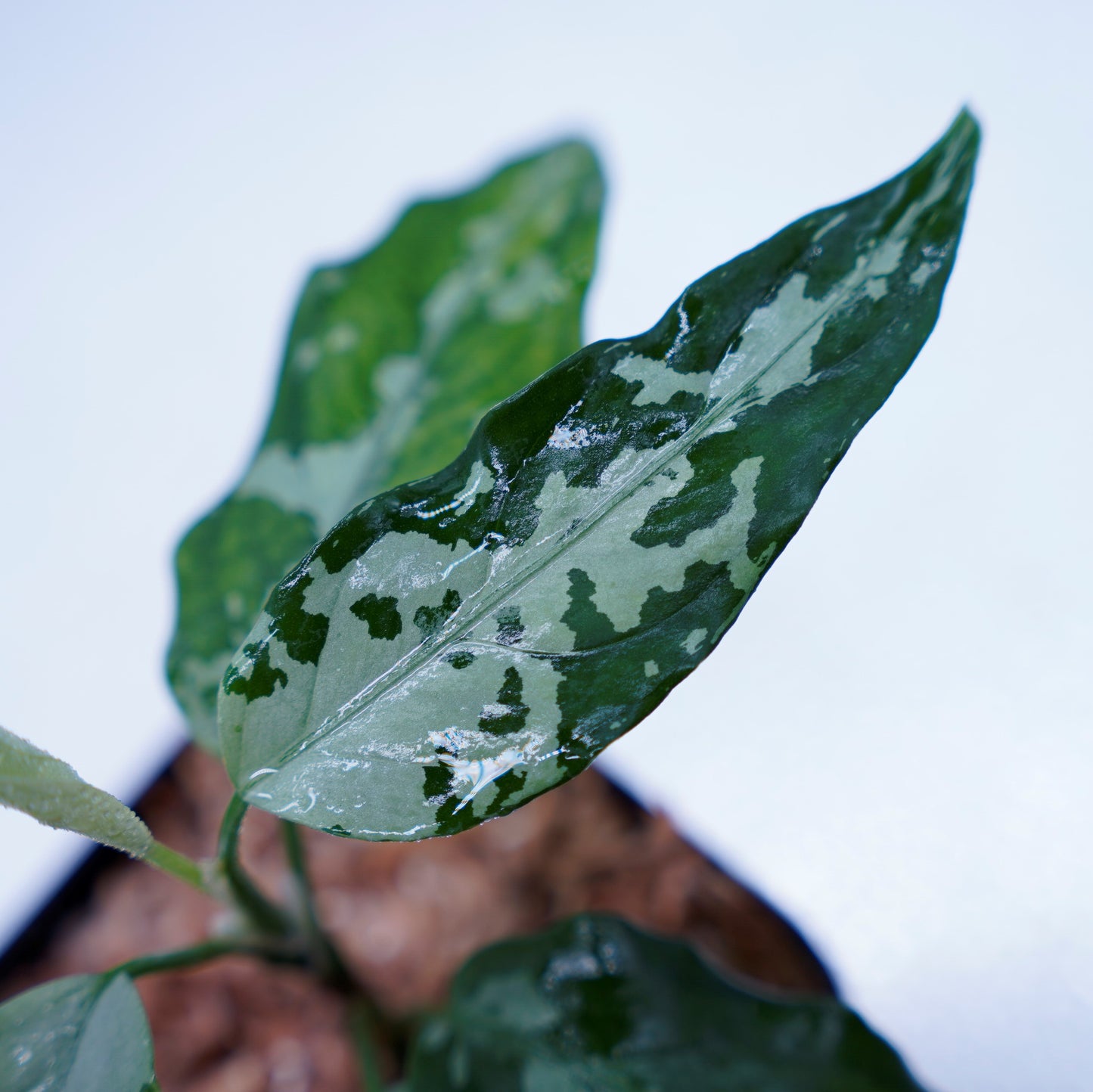 <TZ便>Aglaonema Pictum Aceh Argentum【T-131220-b-6】