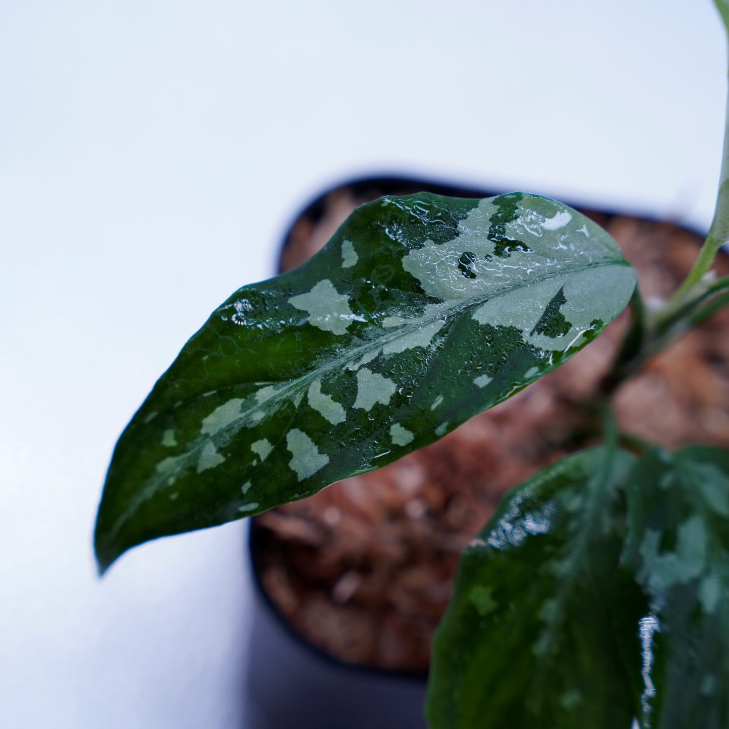 <TZ便>Aglaonema Pictum Aceh Argentum【T-131220-b-6】