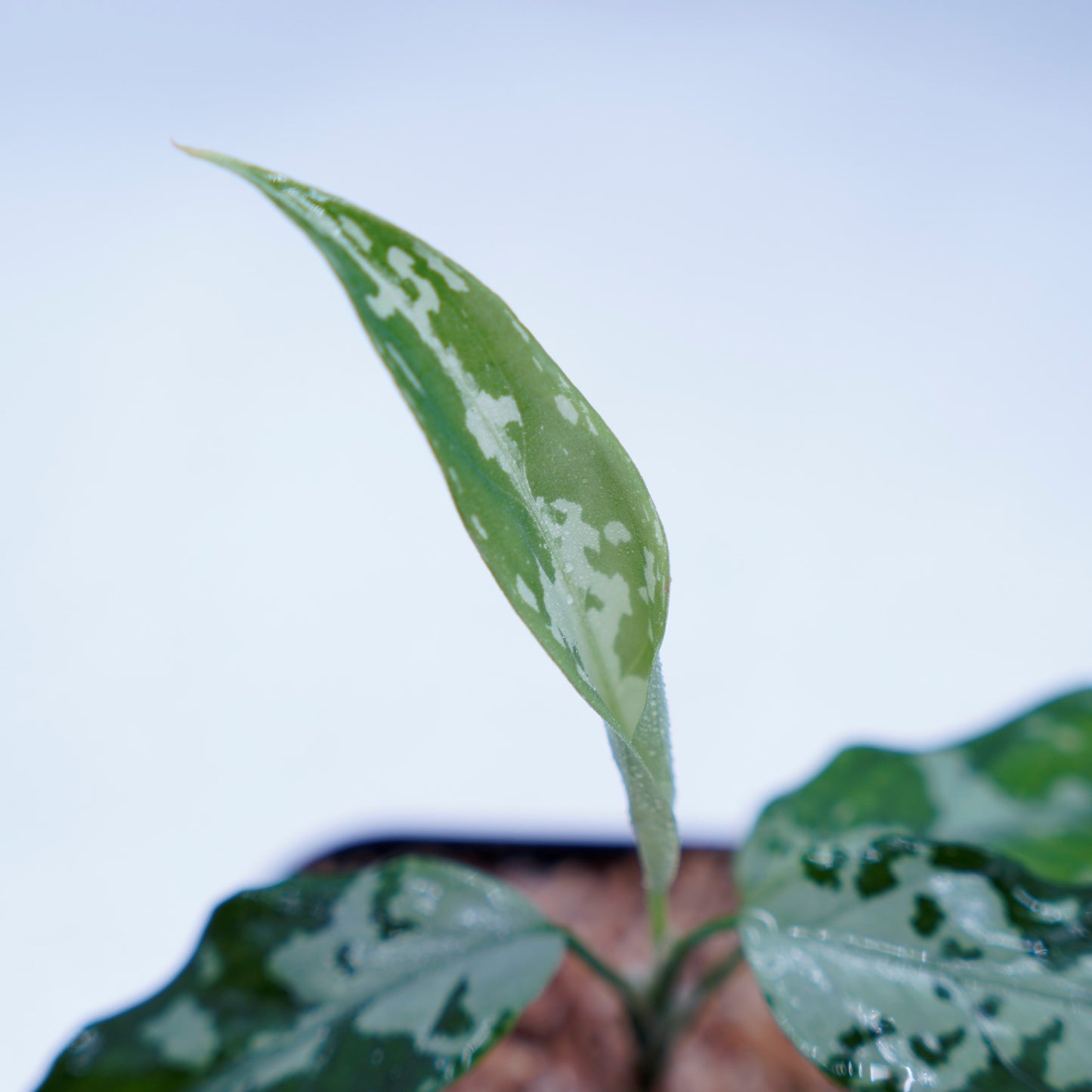 <TZ便>Aglaonema Pictum Aceh Argentum【T-131220-b-6】