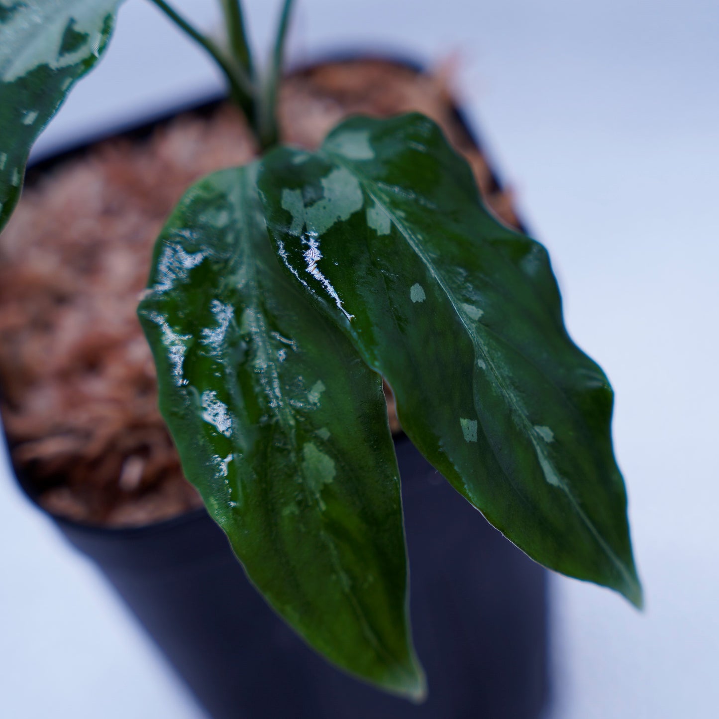 <TZ便>Aglaonema Pictum Aceh Argentum【T-131220-b-6】