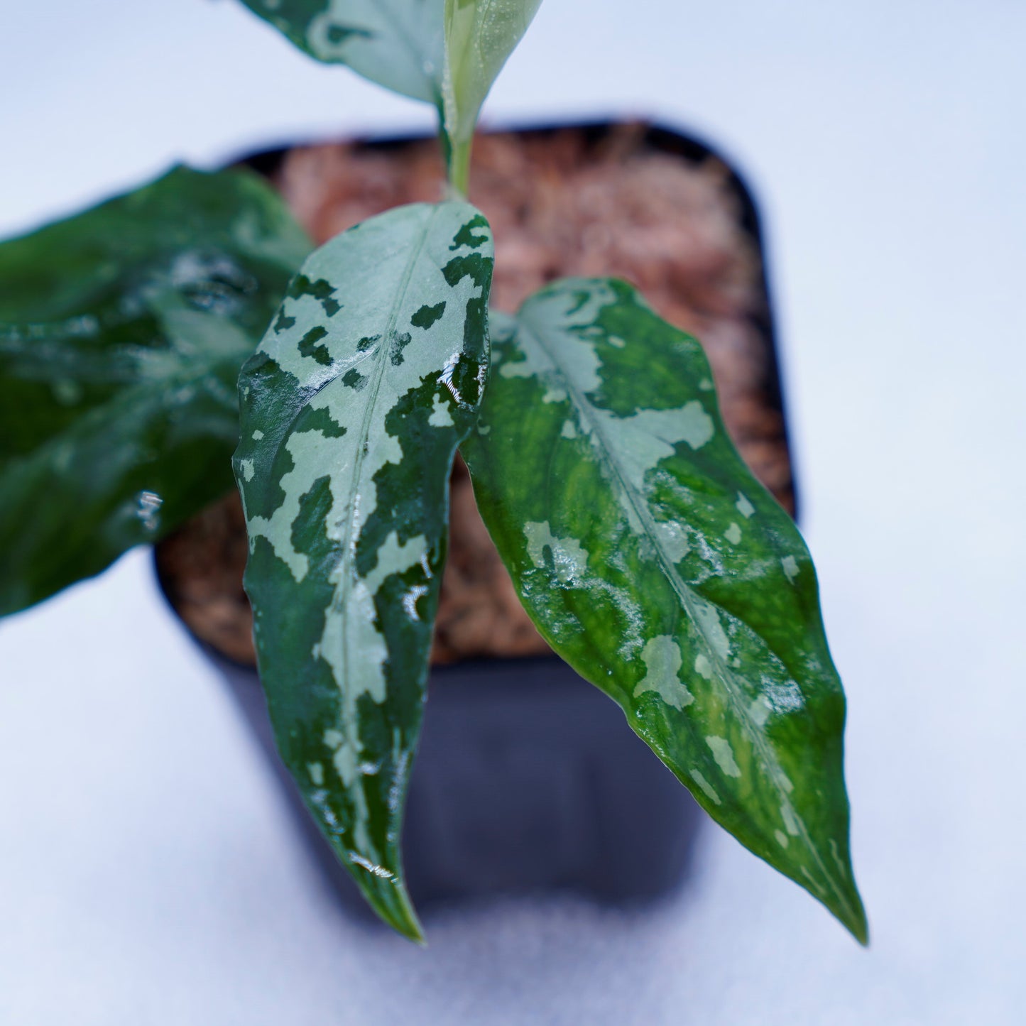 <TZ便>Aglaonema Pictum Aceh Argentum【T-131220-b-6】