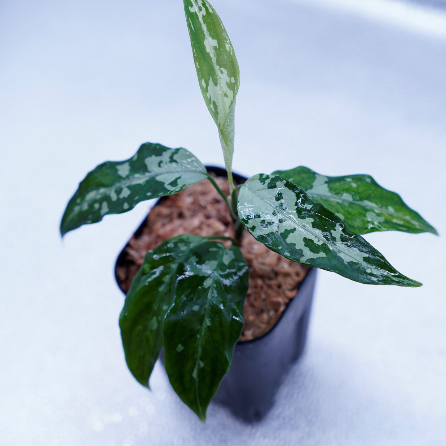 <TZ便>Aglaonema Pictum Aceh Argentum【T-131220-b-6】