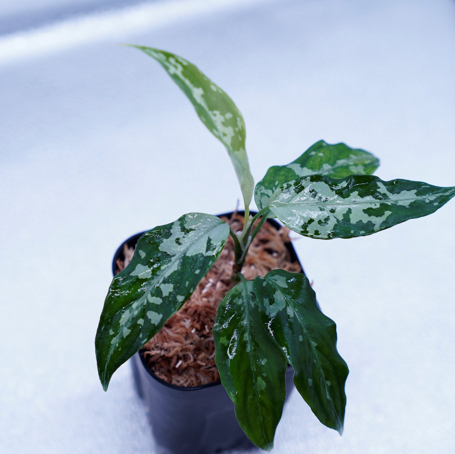 <TZ便>Aglaonema Pictum Aceh Argentum【T-131220-b-6】