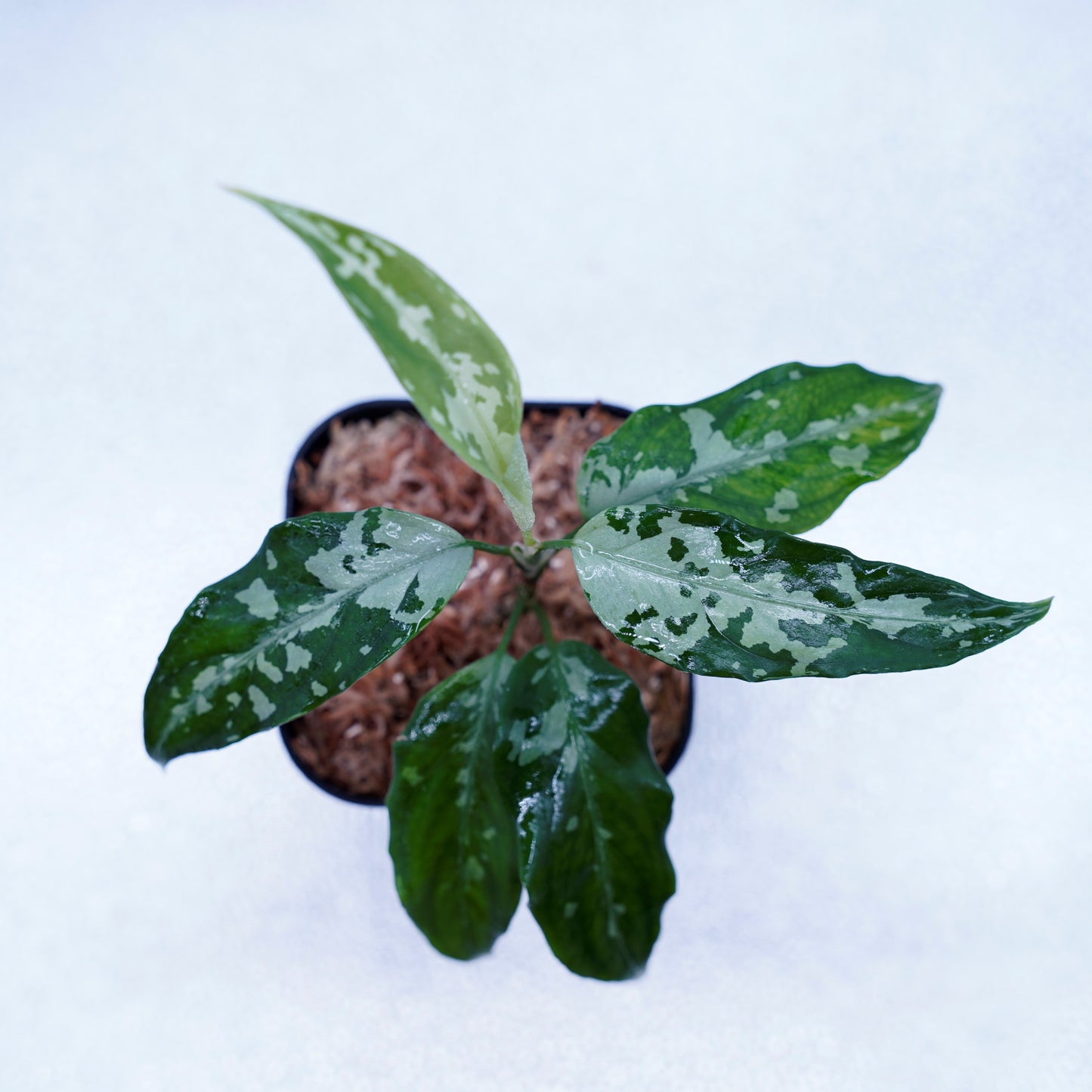 <TZ便>Aglaonema Pictum Aceh Argentum【T-131220-b-6】